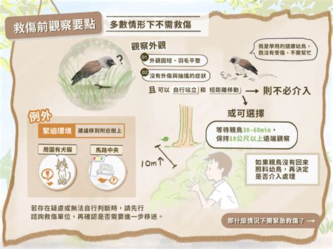 鳥飛進家裡死掉|全國野鳥救傷諮詢&政府單位通訊錄 